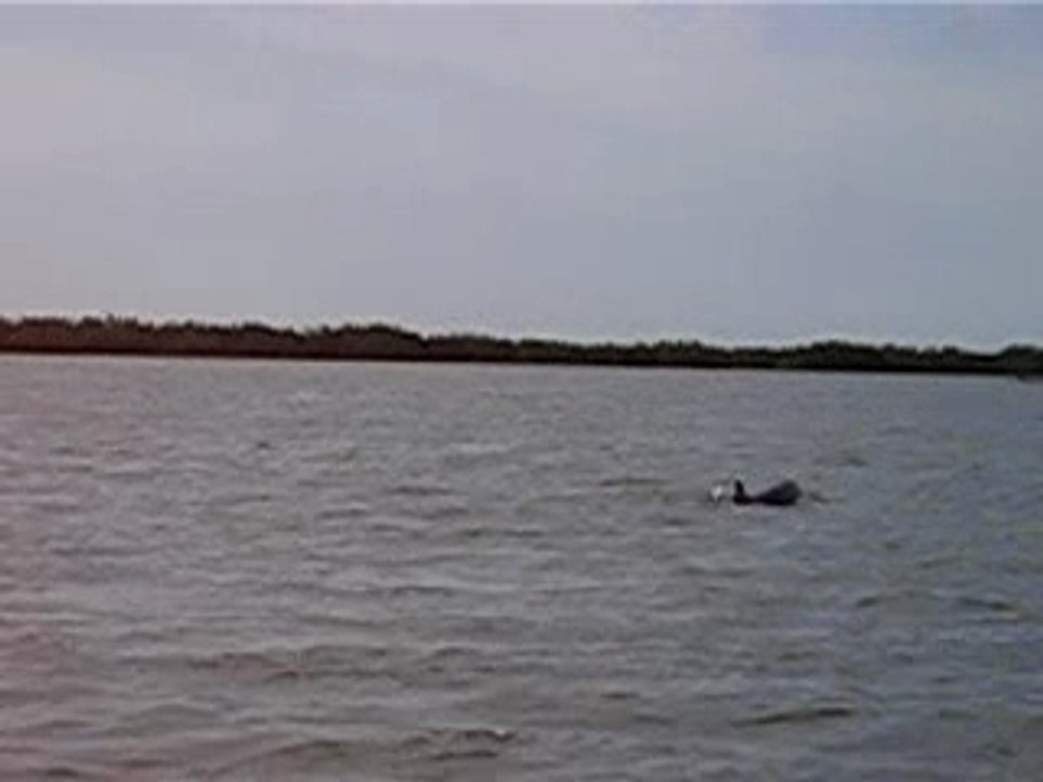 SENEGAL dauphins