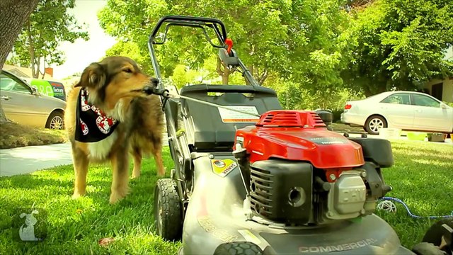 Carly Rae Jepsen - Call Me Maybe - Corgi Rae - Pet Parody