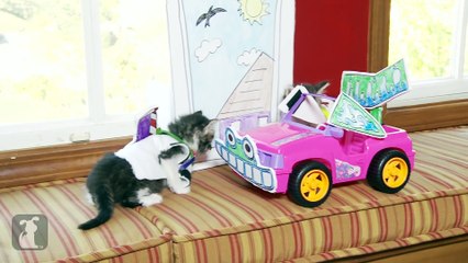 Disney Pixar s Toy Story (Cute Kitten Version)