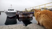 Japon: l'île d'Aoshima compte plus de chats que d'habitants