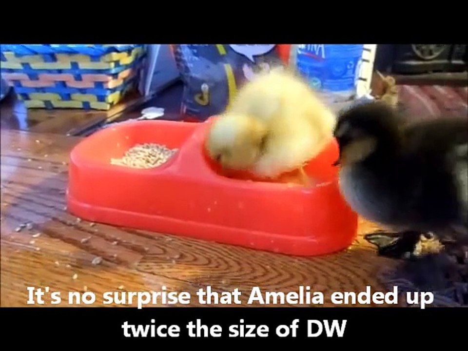 My Pet Ducks
