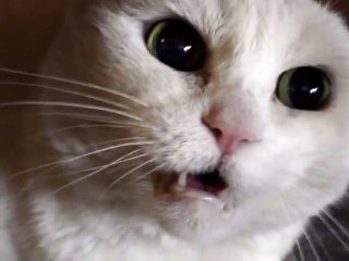 Don t Pet this Kitty!! Pt. 4