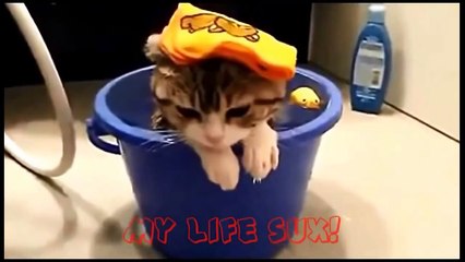Funny Cats Compilation [Most See] Funny Cat Videos Ever Part 1