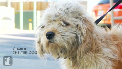 Homeless Dog Gets Makeover That Saves His Life! - Charlie
