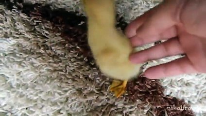 I Are Cute Duckling AWW - Funny Baby Duck Animal