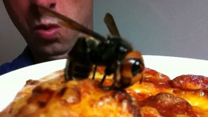 My Pet Suzumebachi 私のペット雀蜂 - Real Japan Monsters 日本のモンスター