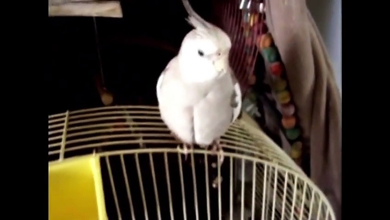 Pet Interviews - Talking Bird, Dog, Cat (teaser)