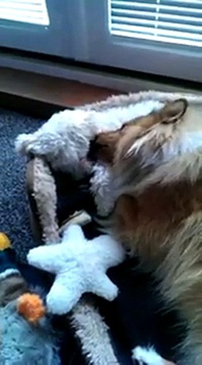 Cute! Sheltie cleaning a bichon frise