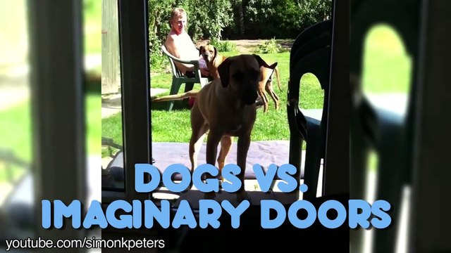 Chiens vs Portes imaginaires