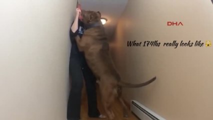 Dünyanın En Büyük Pitbullu 79 Kilo