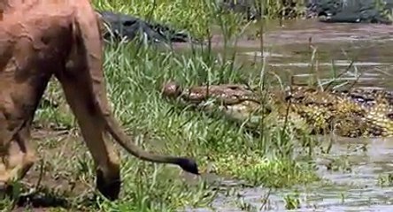 Aslan Krallığını Hak Ediyor..Suda Bile Hükmü Var
