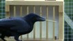 Crows - The Ultimate Problem Solvers
