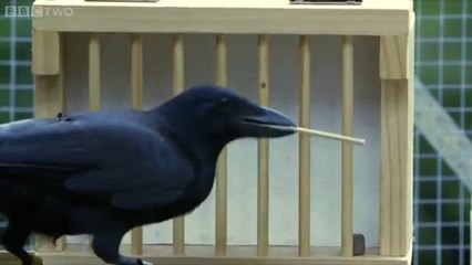 Crows - The Ultimate Problem Solvers