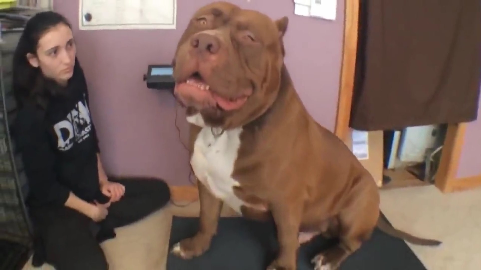Dünyanın En Büyük Pitbull Köpeği - Dailymotion Video