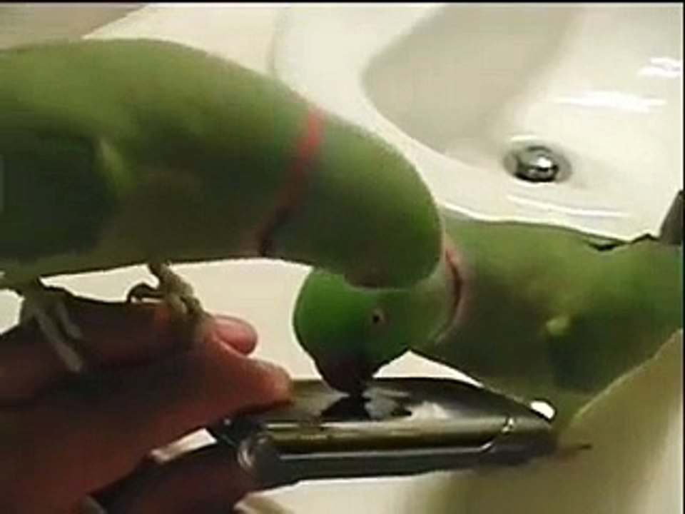 funny Parrot Talking