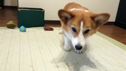 Dans Eden Sevimli Köpek Corgi