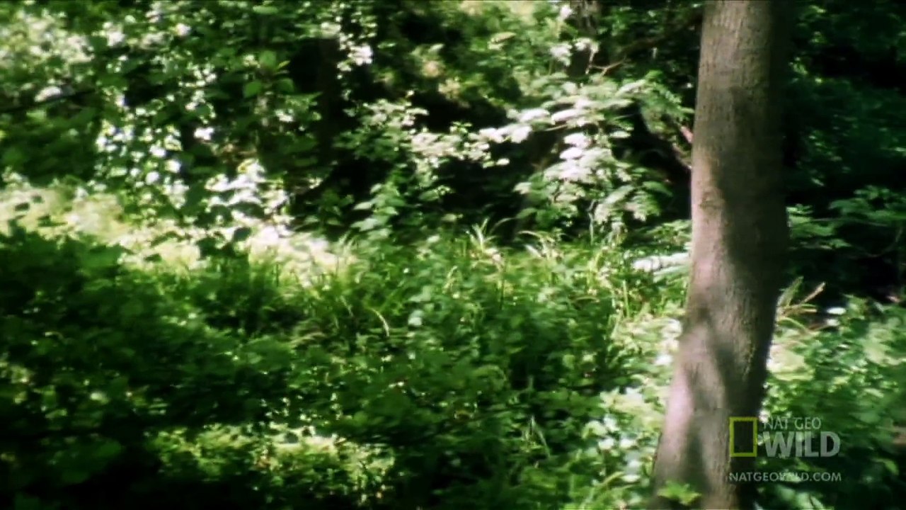 World's Deadliest - Is This the World's Weirdest-Looking Killer_