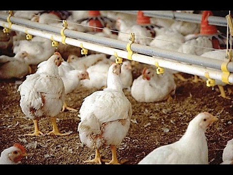 Broiler Farming Ahmiyat by Dr.Ashraf Sahibzada
