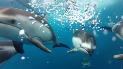 GoPro - Swimming with Dolphins TV Commercial