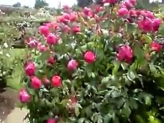 موال إجرى يا ميه - ليلى مراد