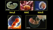 مراحل تخلق الجنين في القرآن