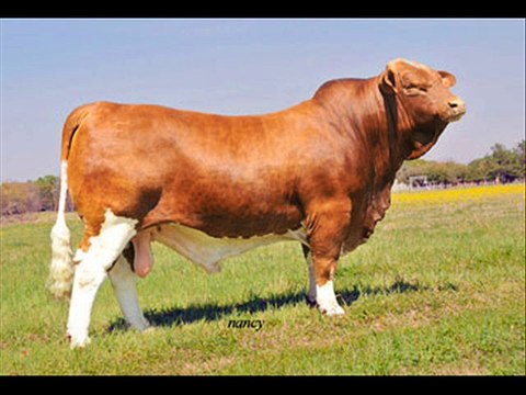Beef Cattle ki zabardat breeds by Dr.Ashraf Sahibzada