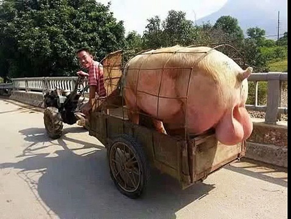 is this pig or any thing else