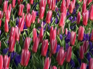 Niran Ünsal Neyleyim -