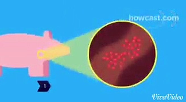 Precautions for Swine flu....must watch..