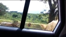 ¿Qué harías si un león abre la puerta de tu carro?