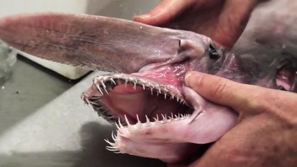 Australian Museum Shares Terrifying Goblin Shark With the World