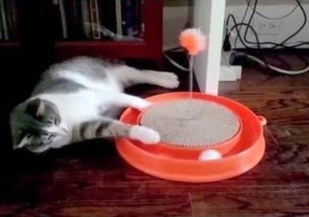 Lazy Cat Won't Stand Up to Play