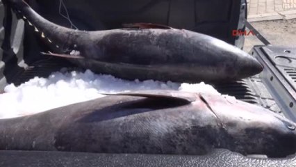 Çanakkale Kaçak Avlanan 2 Orkinos, Çocuk Yuvasına Bağışlandı