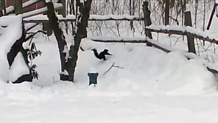 Un écureuil ivre dans la neige