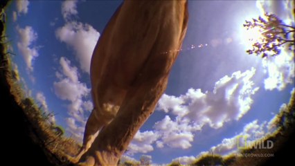 World's Deadliest - Lion's Killer Claws