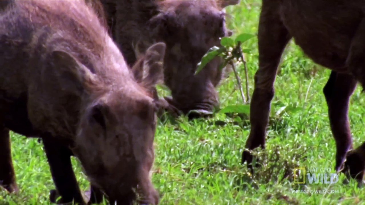 World's Deadliest - Lions vs. Warthog