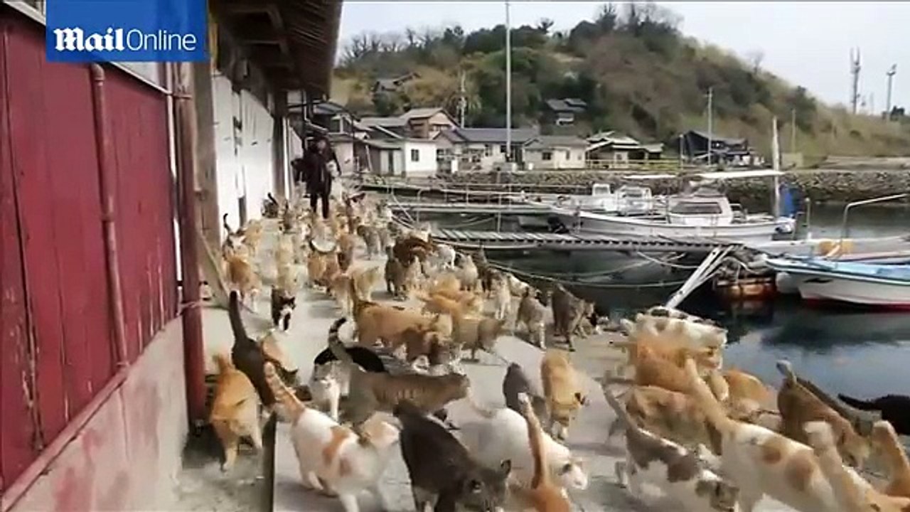 YouTube: Aoshima, la isla de Japón donde los gatos gobiernan