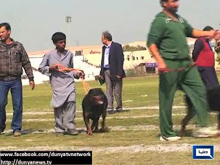 Dunya News - Lahore: Prepration of Horse and Cattle show finalized