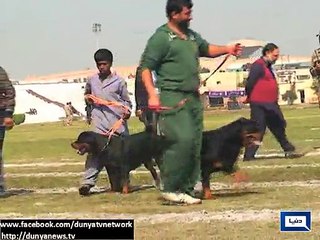 Lahore Prepration of Horse and Cattle show finalized