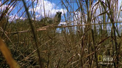 World's Deadliest - Lions vs. Zebra