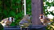 A Pair of Goldfinches and Greenfinches on The Little Basket Feeder