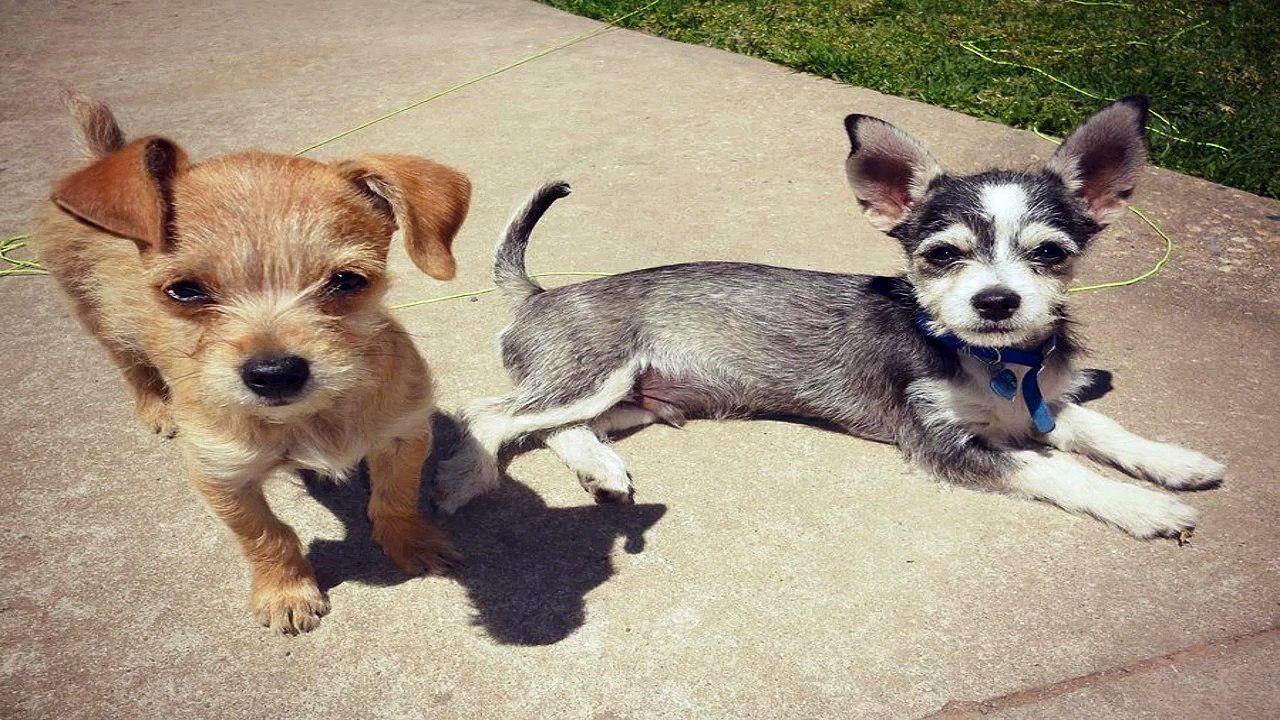 Medical Problems Of Golden Retrievers