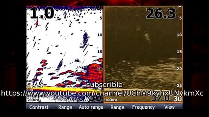 Massive Blue Catfish from Bank- Missouri River for Catfish