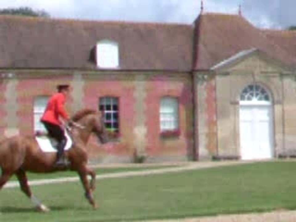 Chevaux du hara Du Pin (27) qui paradent