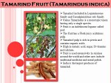 Tamarind Kernel Powder Manufacturers and Exporters | Mysore Starch Manufacturing Company