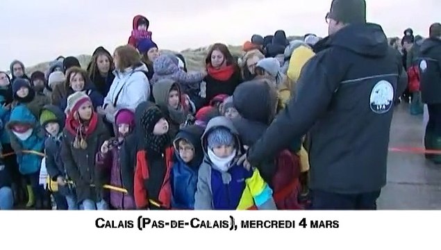 Quatre bébés phoques sont relâchés dans l'Atlantique à Calais