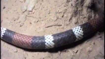 Micrurus frontalis Coral snake