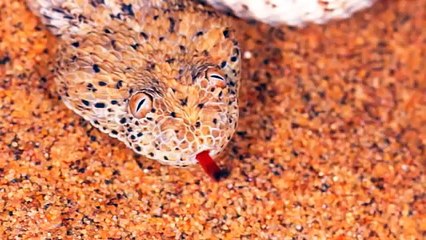 Namib side winder in motion in the wild