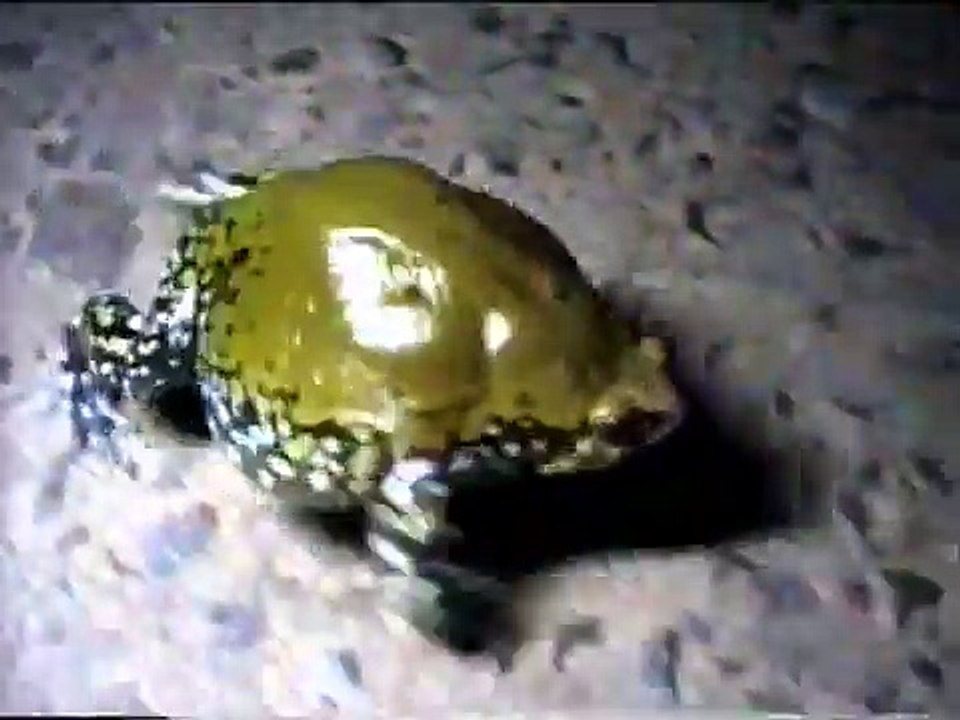 Narrow-mouthed Frog (Dermatonotus muelleri)