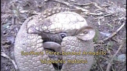 Southern three-banded Armadillo